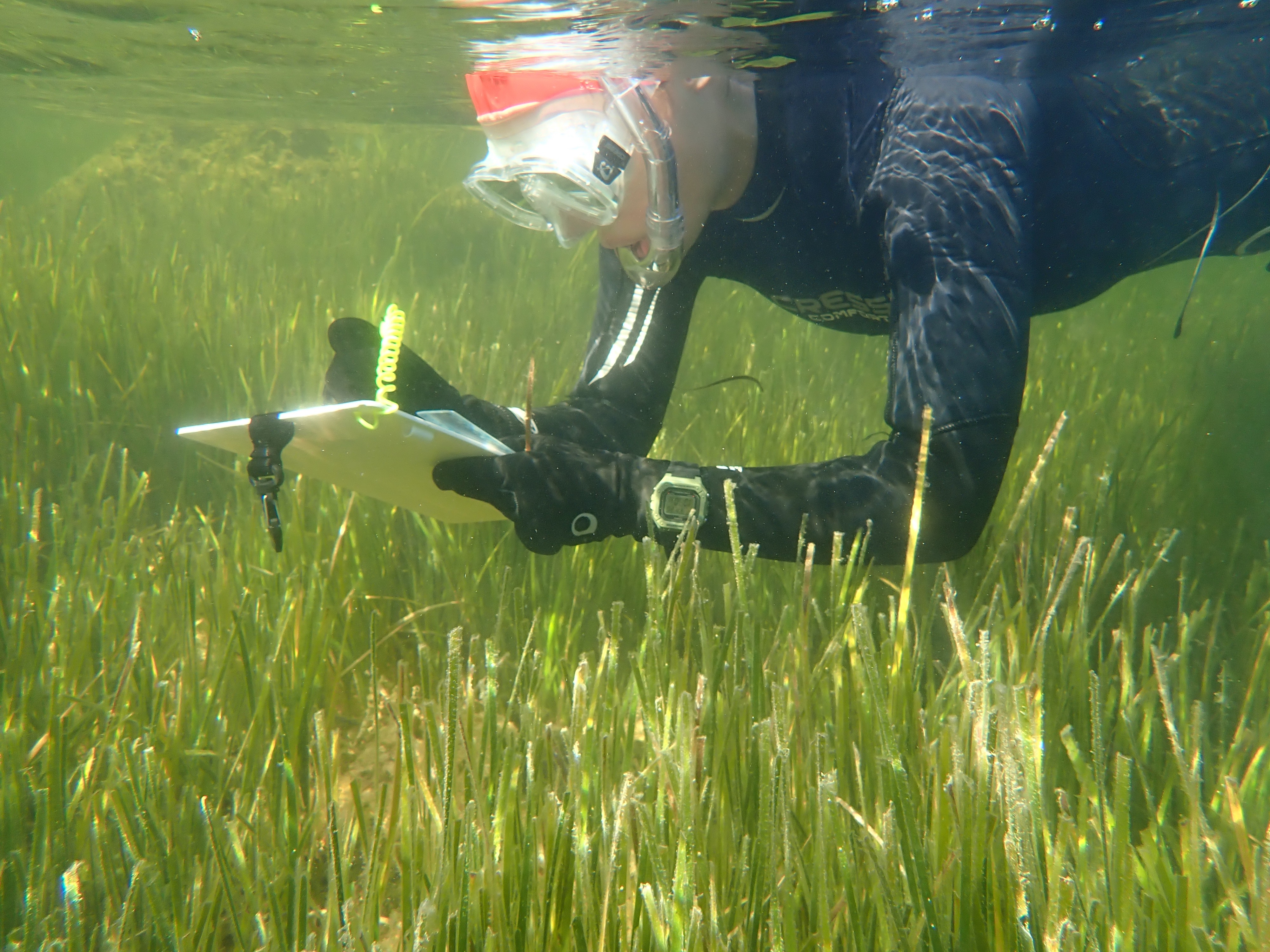 Autonomna plovila u službi zaštite Jadranskog mora: Kako projekt BRIGANTINE pomaže očuvanju morskih livada